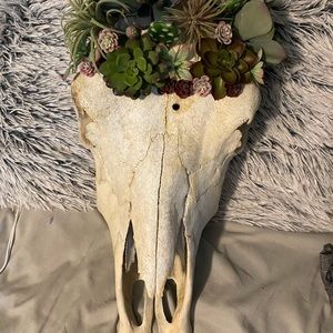 Real cow skull with succulents